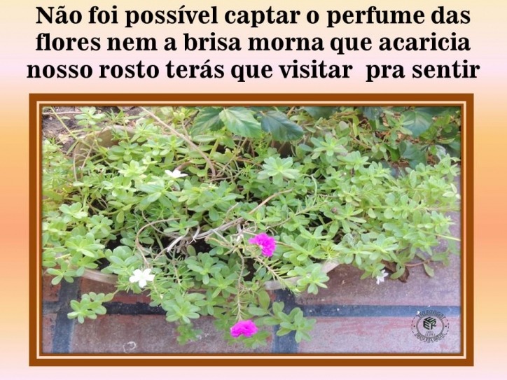 Casa, 4 quartos, 490 m² - Foto 25