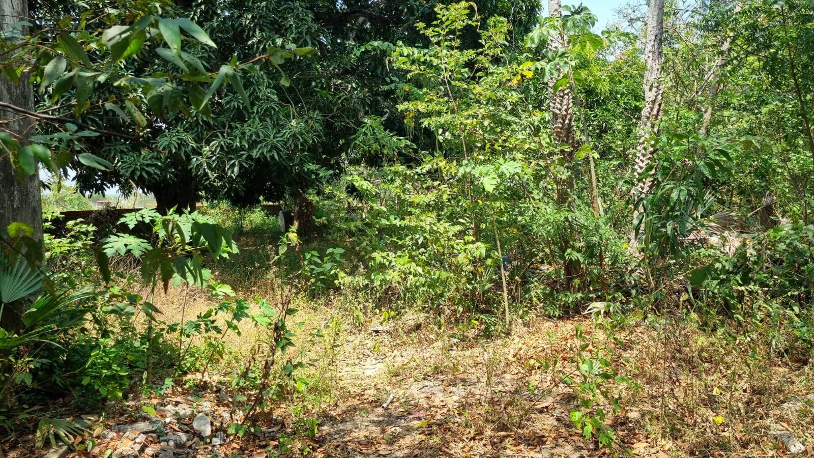 Terreno, 4650 m² - Foto 7