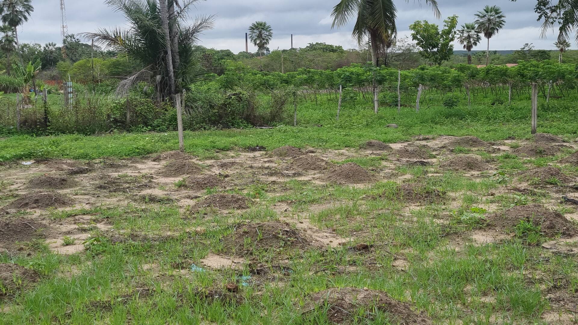 Terreno, 2 hectares - Foto 10