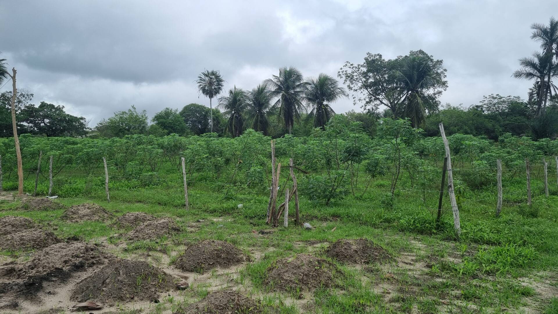 Terreno, 2 hectares - Foto 17