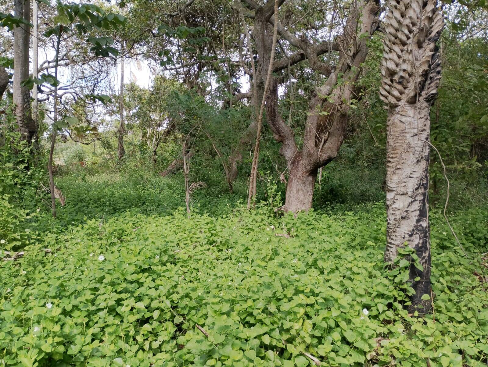 Terreno, 4650 m² - Foto 30