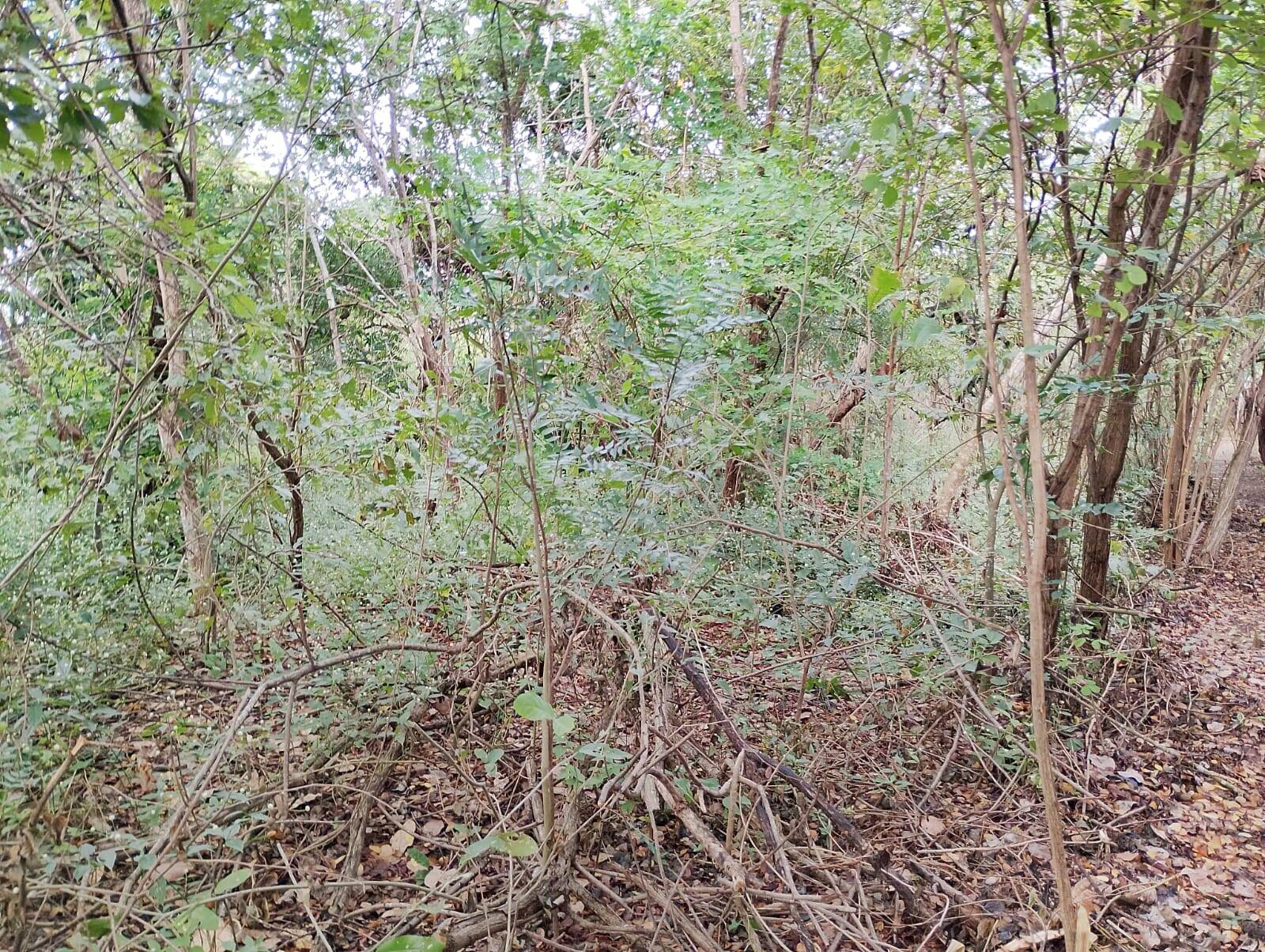 Terreno, 4650 m² - Foto 39