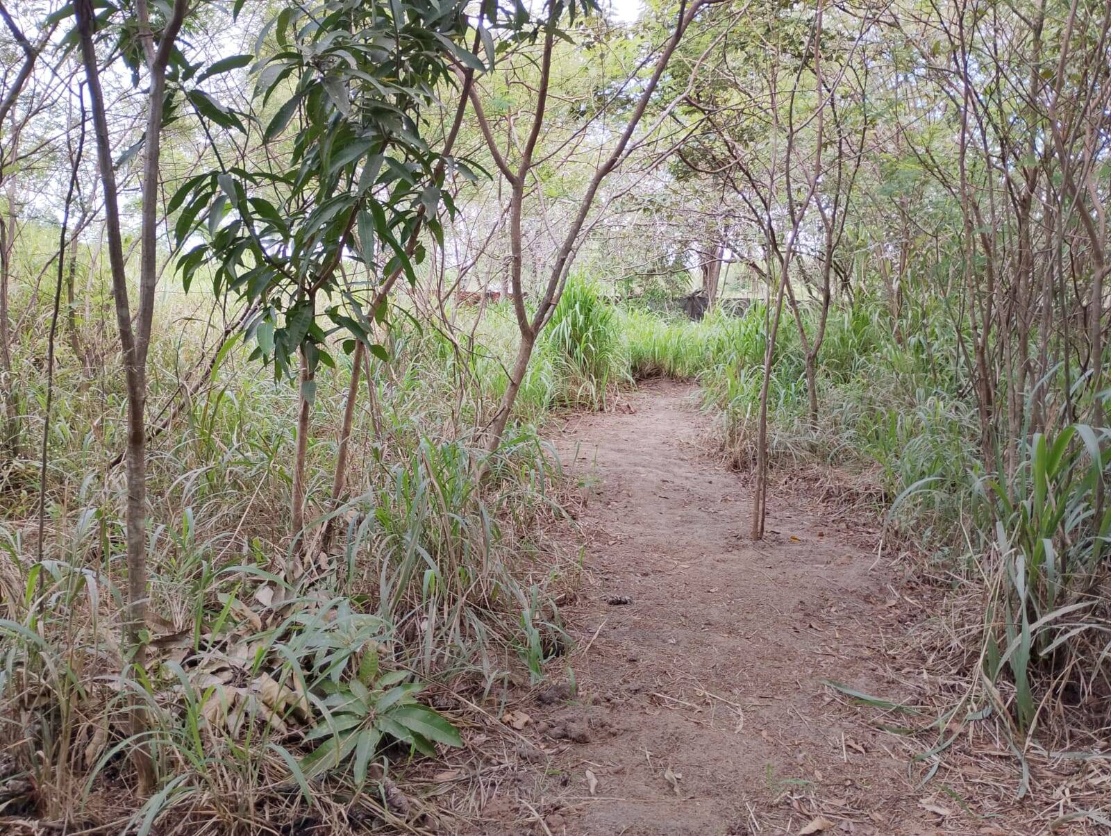 Terreno, 2 hectares - Foto 73