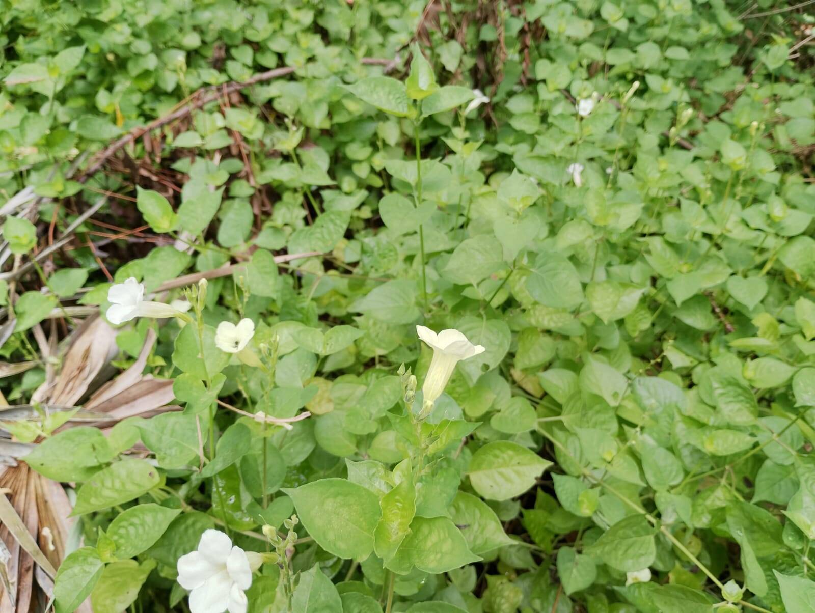 Terreno, 2 hectares - Foto 77